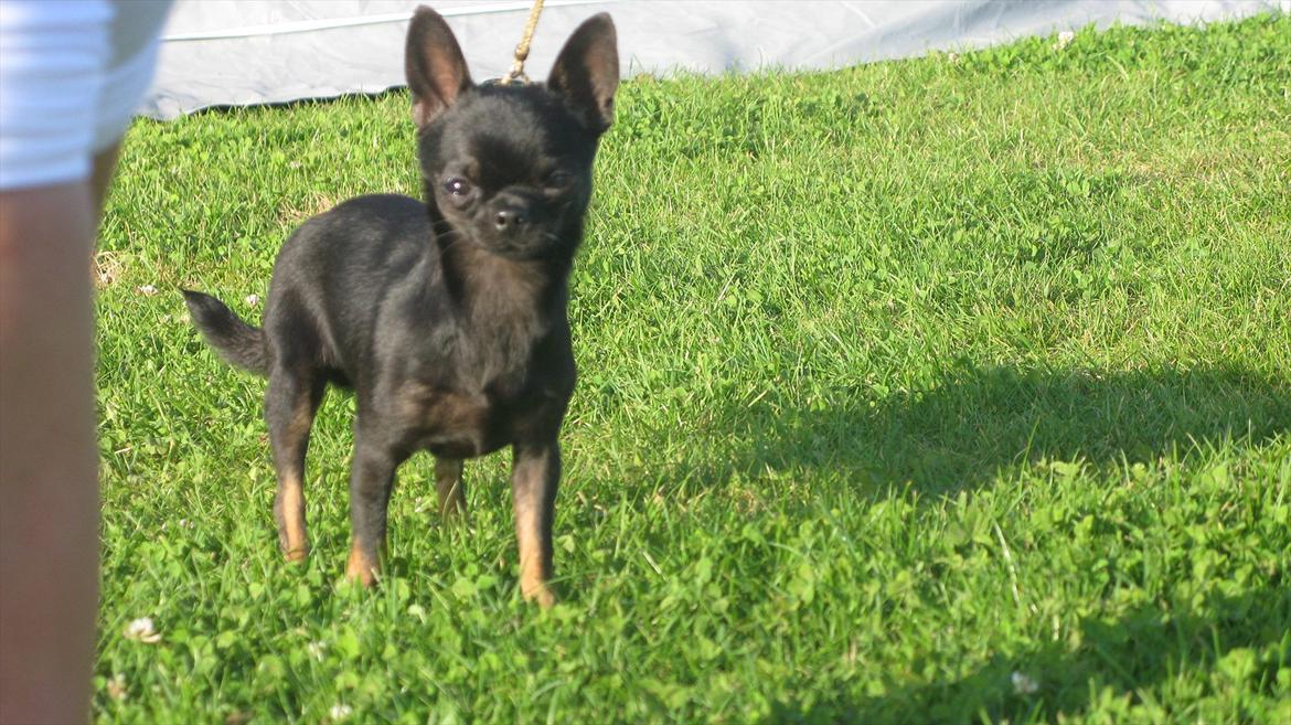 Chihuahua Frontrunner's Halloween..(Hanibal - Det er her jeg kommer til min nye ejer... billede 6