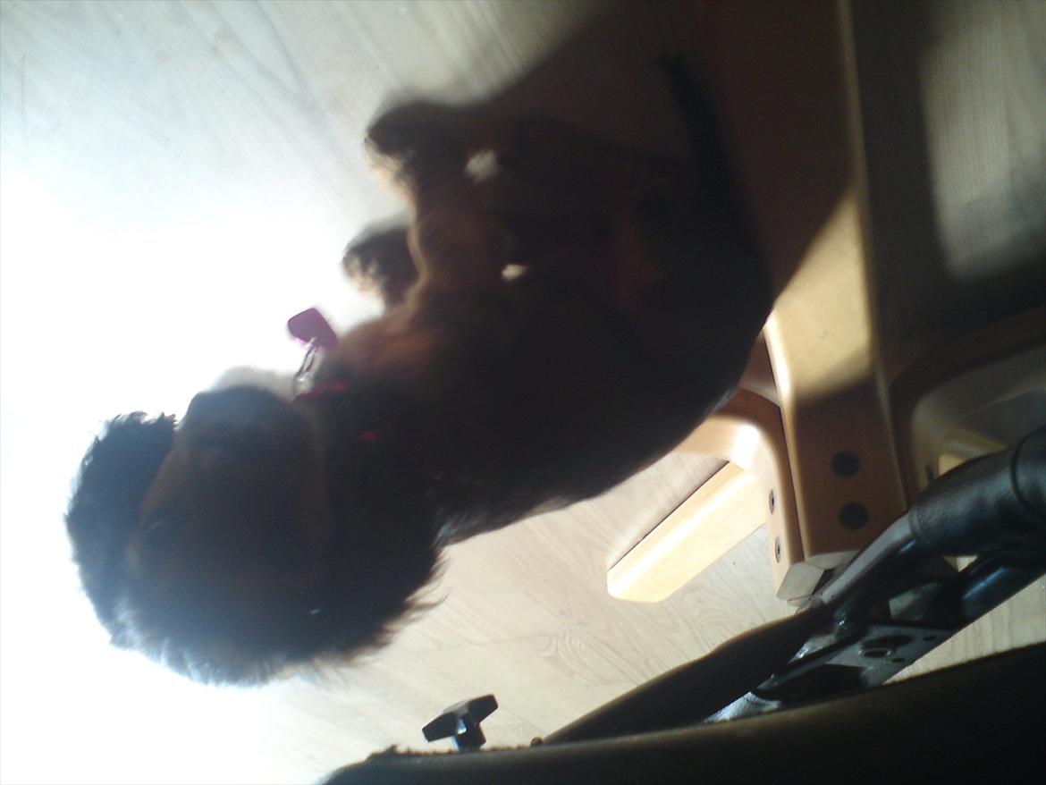 Blanding af racer Mitzzi billede 2