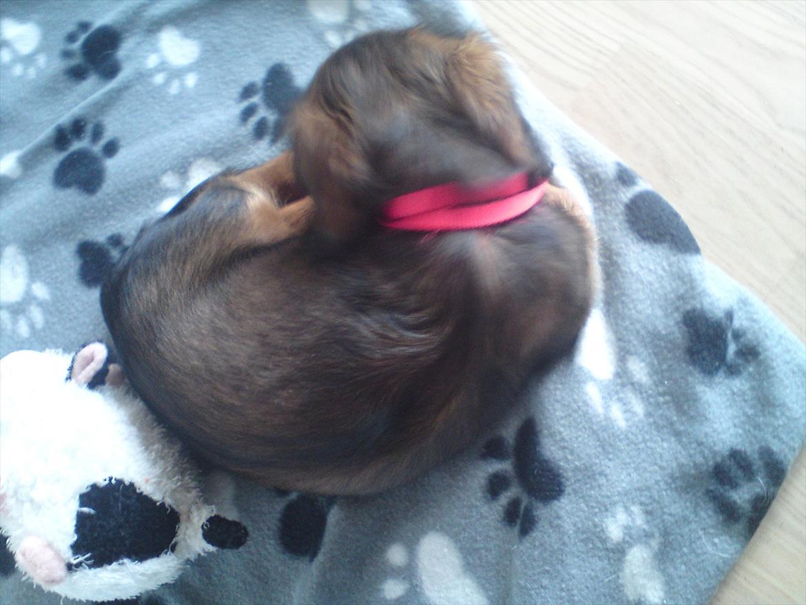 Blanding af racer Mitzzi billede 4