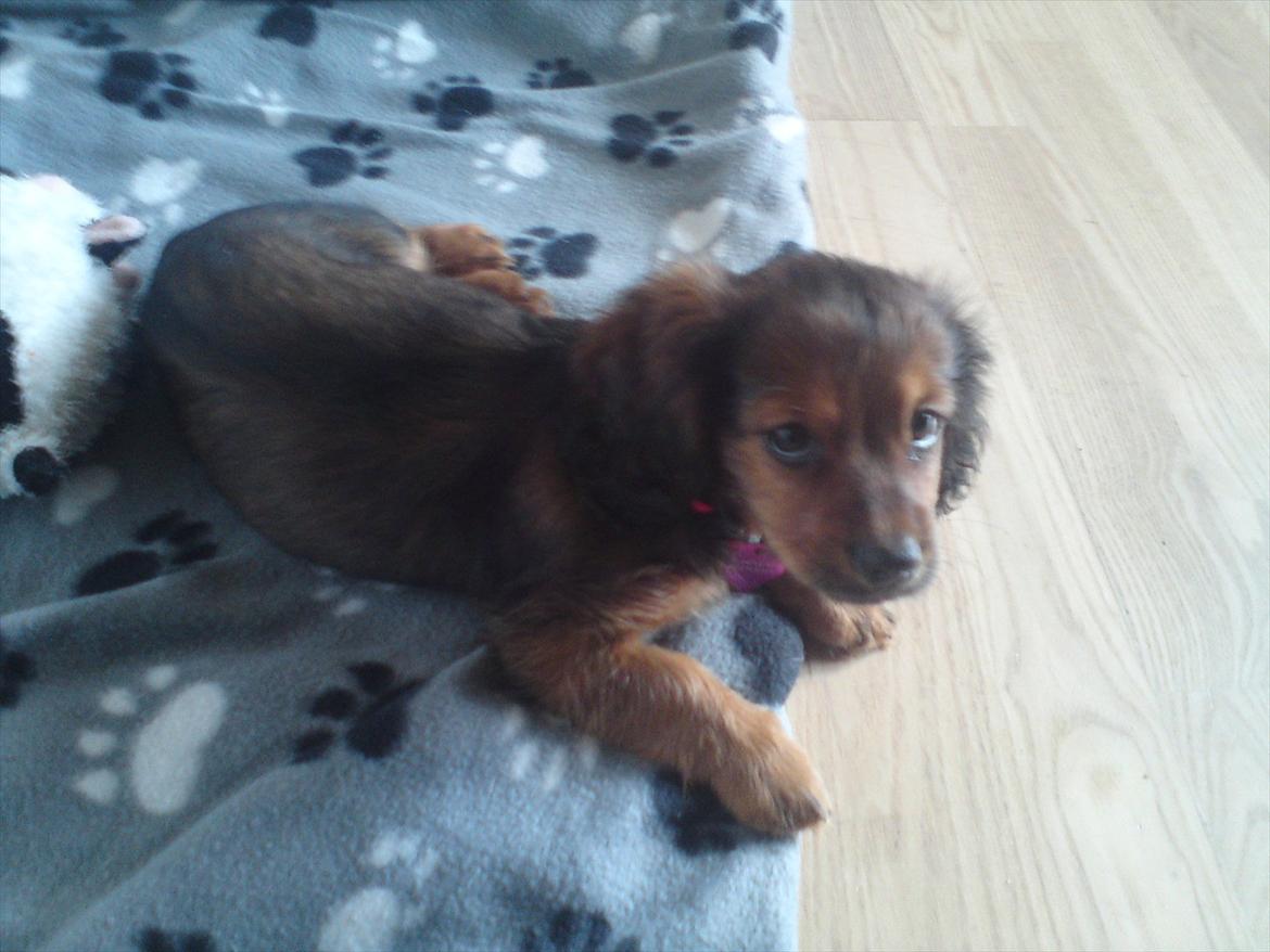 Blanding af racer Mitzzi billede 13