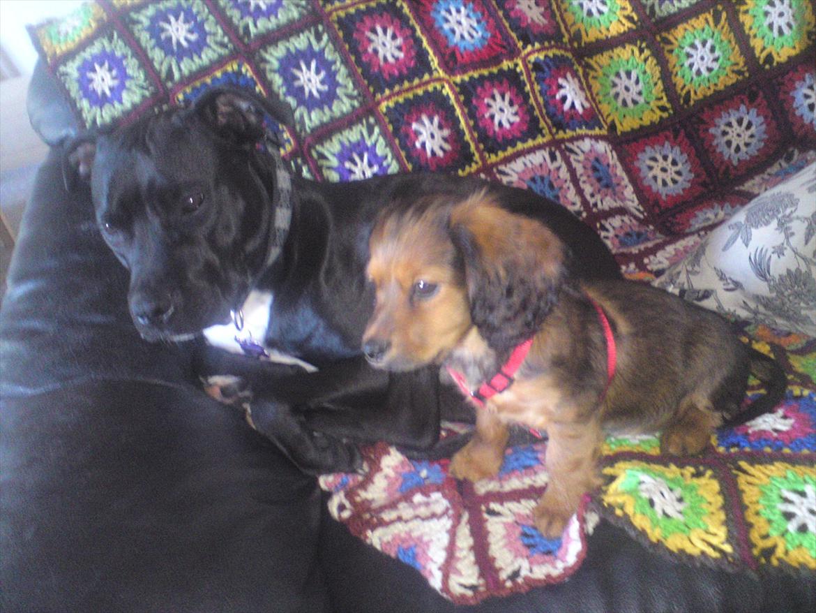 Blanding af racer Mitzzi billede 3