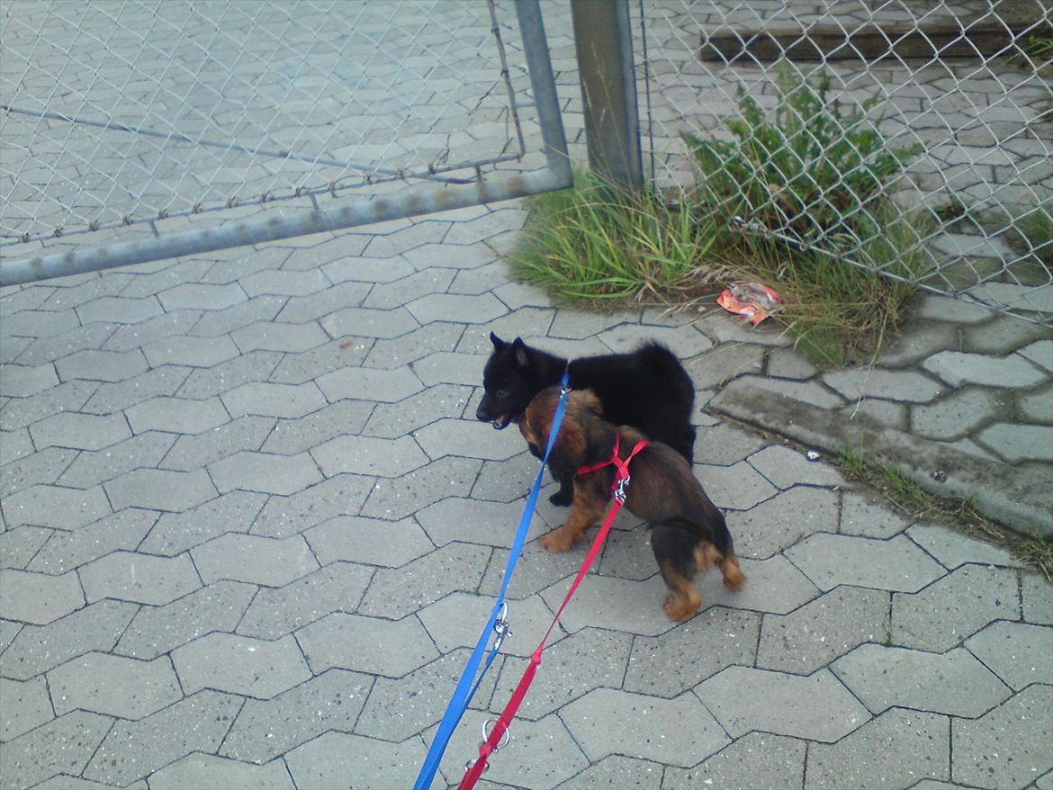 Blanding af racer Mitzzi billede 14