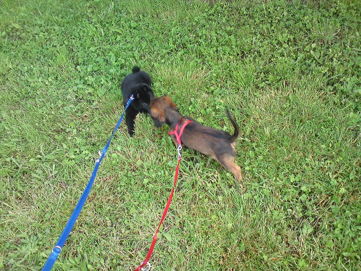 Blanding af racer Mitzzi billede 1