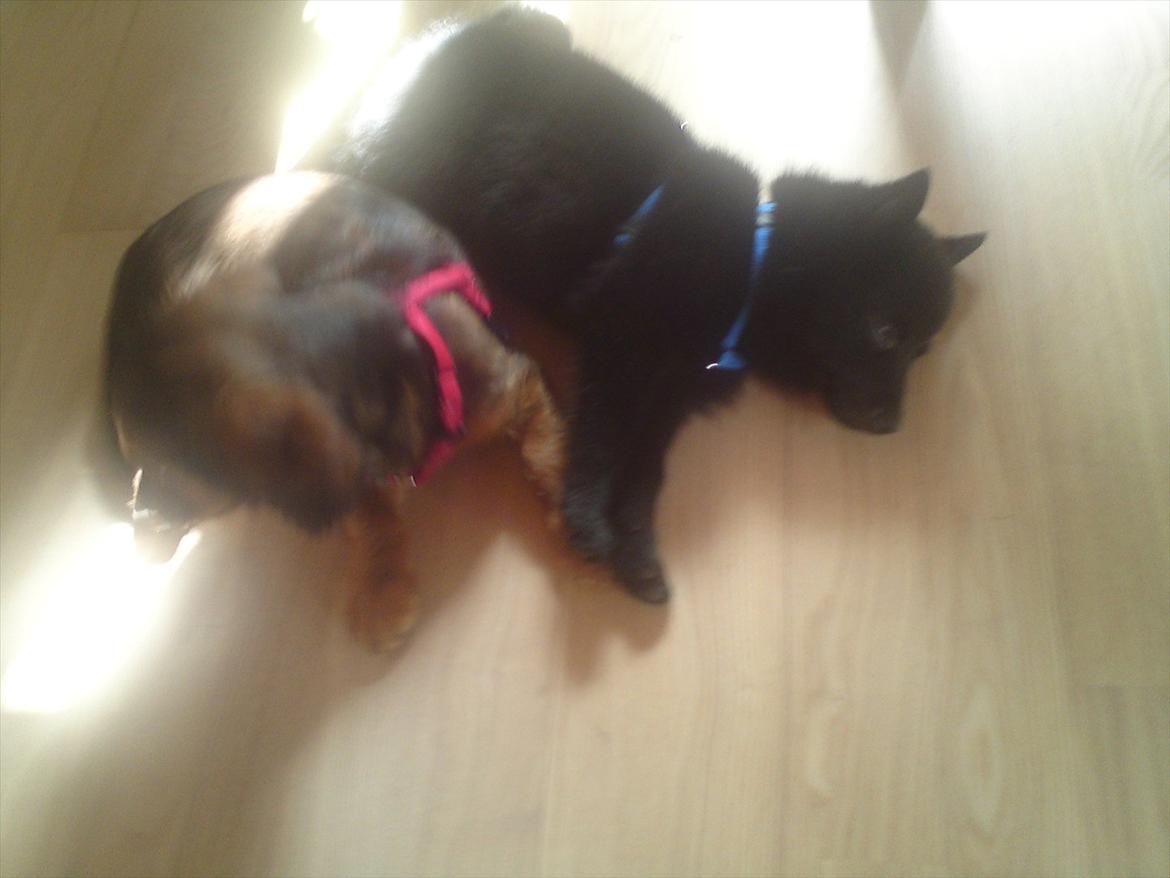 Blanding af racer Mitzzi billede 15