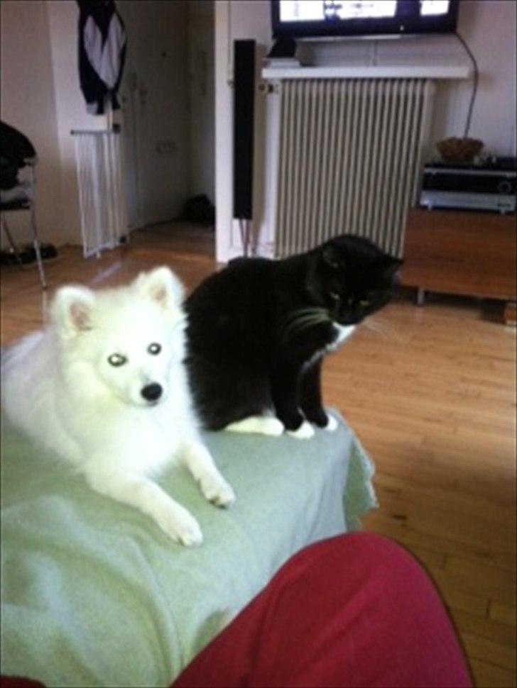 Japansk spids Maggi billede 16