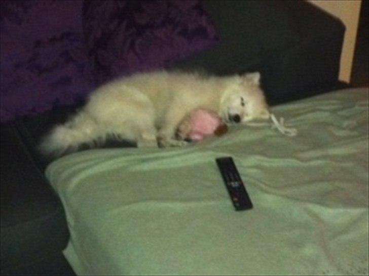 Japansk spids Maggi - Putter godt med sin lille bamse. billede 17