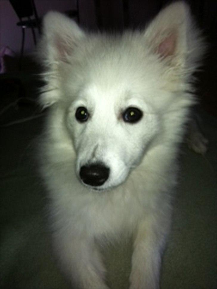 Japansk spids Maggi billede 18