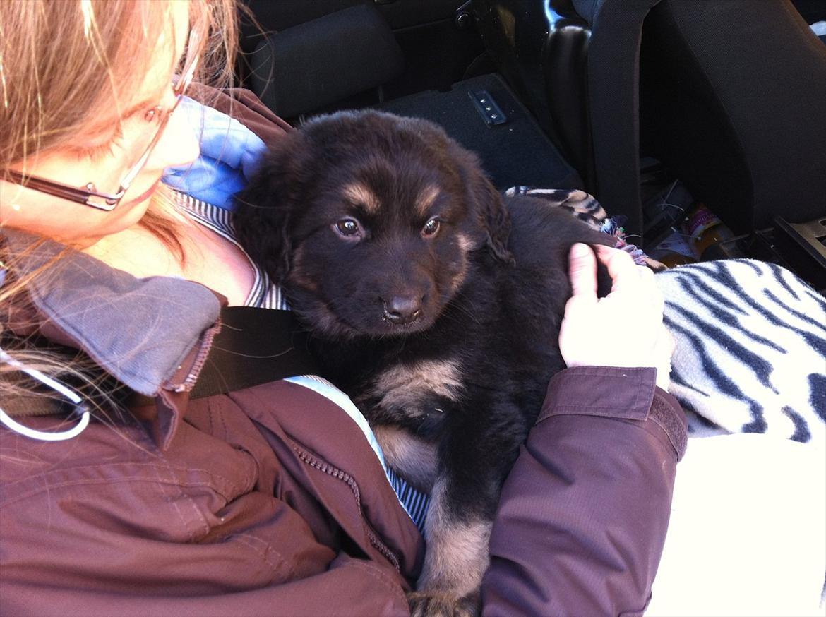 Blanding af racer Baltazar billede 1