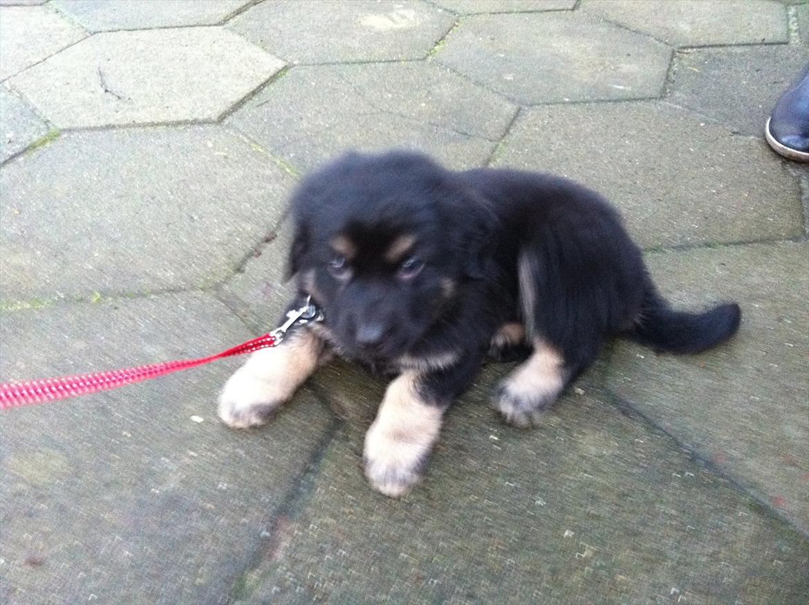 Blanding af racer Baltazar billede 2