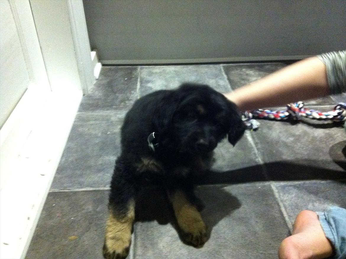 Blanding af racer Baltazar billede 3