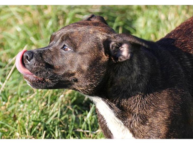 Staffordshire bull terrier Indra - Kys til jer allesammen <3 billede 1