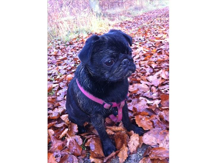 {{currentPhoto.altText}} billede {{currentPhoto.number}}