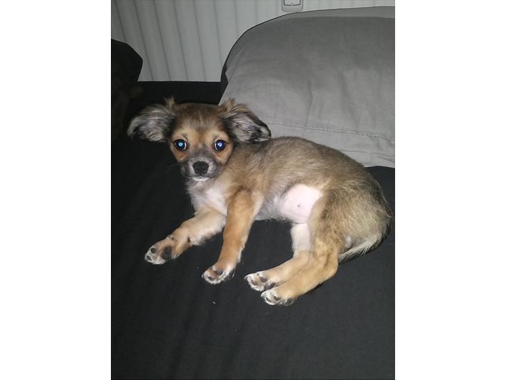 Chihuahua Søde Fie - Godmorgen mor, jeg ligger lige så godt :D billede 1