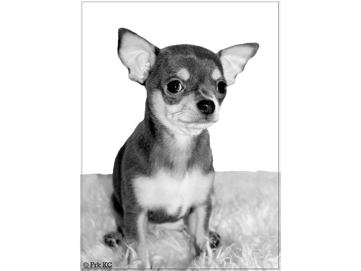 Chihuahua koda's ANGEL billede 1