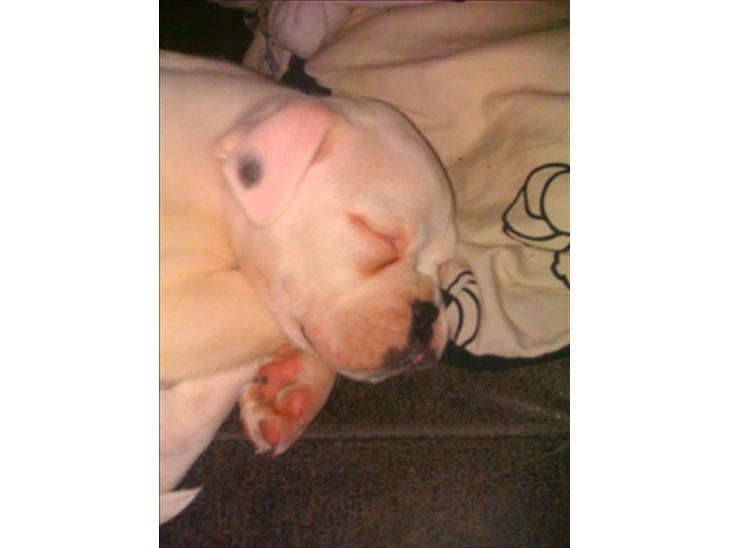 {{currentPhoto.altText}} billede {{currentPhoto.number}}