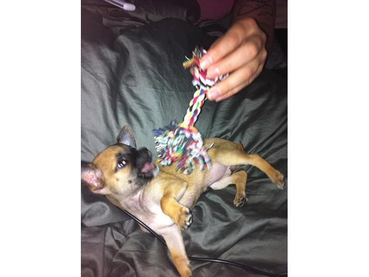 Chihuahua Bella billede 1