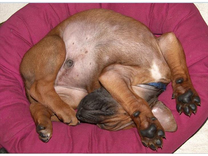 Rhodesian ridgeback Conrad (Bahara Bahara Kirabo) - Dejligt at sove ! billede 1