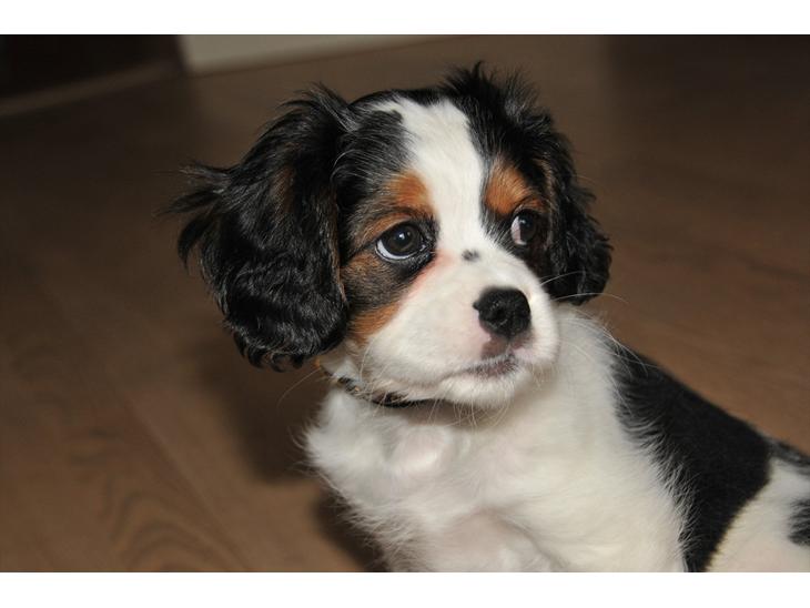 Cavalier king charles spaniel Zento billede 1