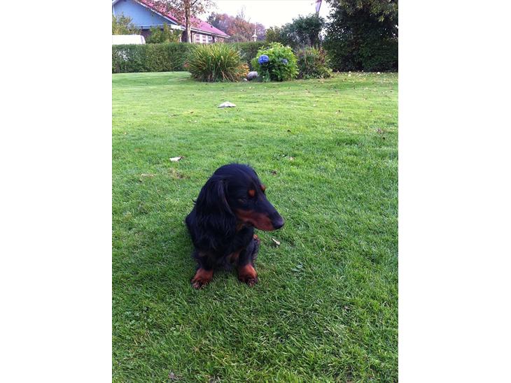 {{currentPhoto.altText}} billede {{currentPhoto.number}}