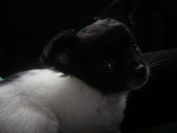 {{currentPhoto.altText}} billede {{currentPhoto.number}}