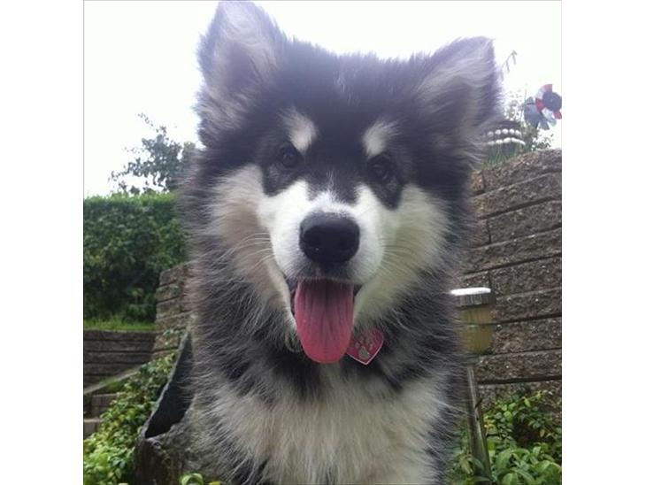 Alaskan malamute Coco Bear - her er jeg 5 mdr billede 1
