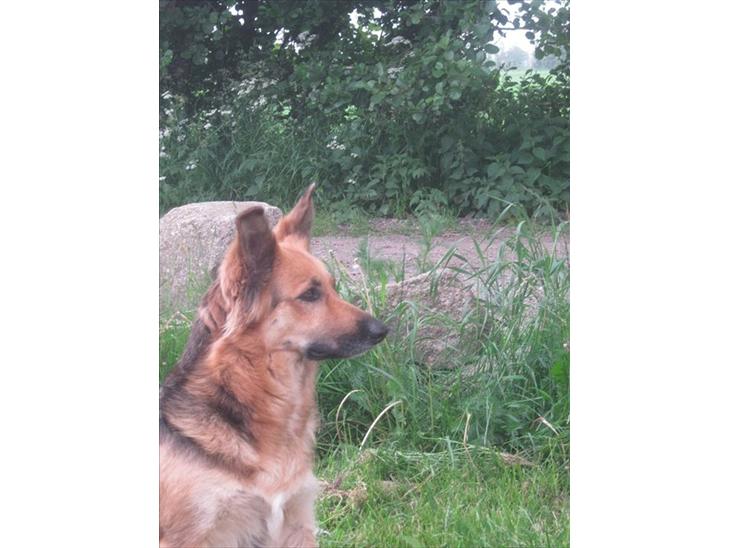 Blanding af racer shila(2003-2008) billede 1