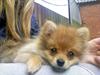 Pomeranian Sussi  R.I.P ;(