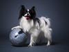 Papillon Klæstruplunds Cille