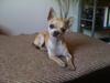 Chihuahua Futte