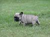 Fransk bulldog Albert