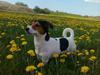 Jack russell terrier Tyson