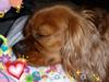 Cavalier king charles spaniel Wilma