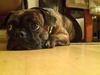 Blanding af racer Tiger - Fransk bulldog / mops