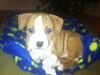 Staffordshire bull terrier bandit