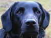 Labrador retriever Zako