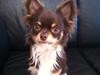 Chihuahua High Fly Justin Time Valentino