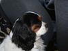 Cavalier king charles spaniel Zelma *Et&Alt!*;*