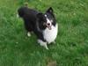 Shetland sheepdog Hesamas Black Frog