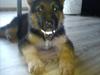 Schæferhund Cato [ Himmelhund]