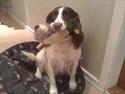 Engelsk springer spaniel Molly