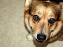 Welsh corgi pembroke Gaucho