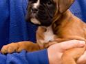 Boxer Faberge