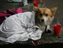 Welsh corgi pembroke Dimmalimm