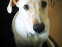 Blanding af racer Balou/Nanoq