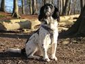 Field spaniel Apache Blue Magic, Figo!