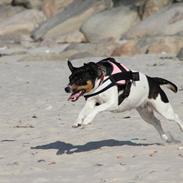 Dansk svensk gaardhund Molly