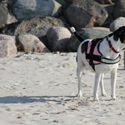 Dansk svensk gaardhund Molly