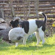 Dansk svensk gaardhund Molly