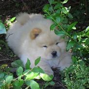 Chow chow Nin-T'sun Cooper De La Creme