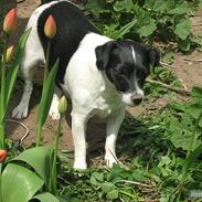 Jack russell terrier Bess Von Lurifox